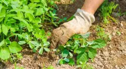 Do You Pull Weeds After Spraying?