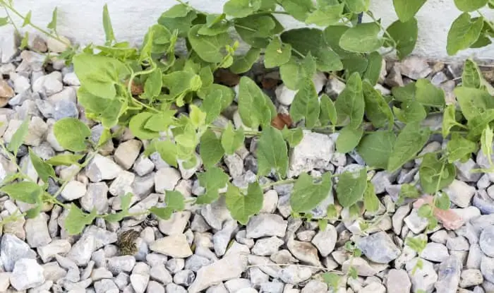 Weeds growing in pebbles