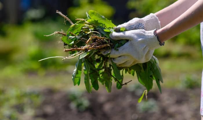 weeds pulled out