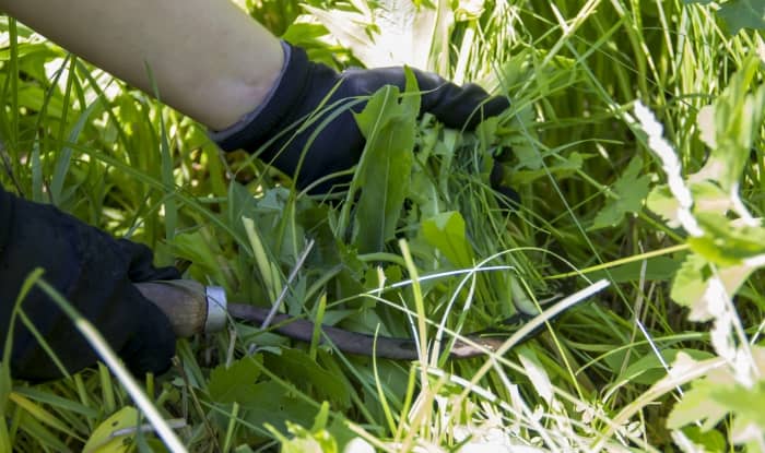 Using a sickle for cutting weeds