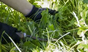 How To Cut Weeds Fast In Your Backyard