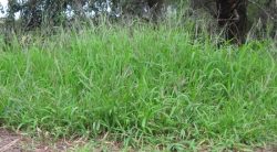 How To Mow Tall Weeds & Grass