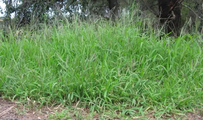 How To Mow Tall Weeds & Grass