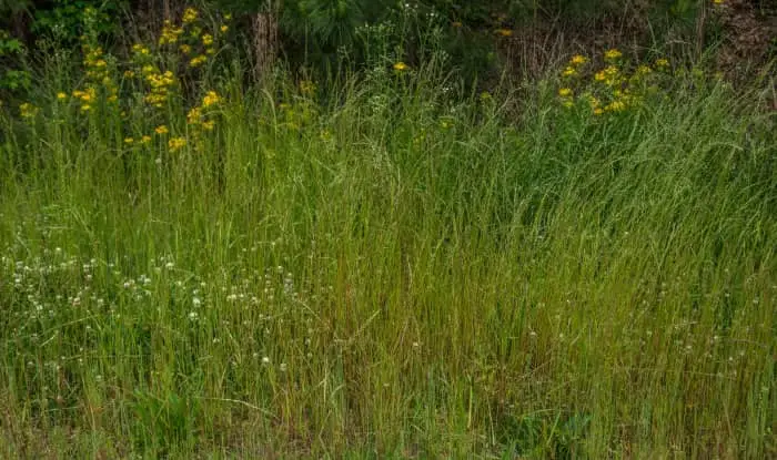 tall weeds and grass