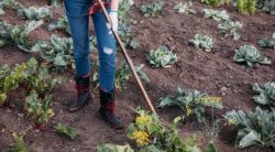 How To Use A Dutch Hoe For Weeds & Garden Tasks