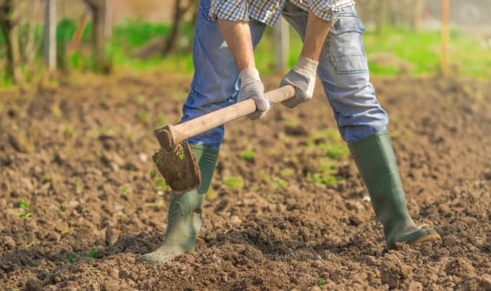 hoeing a vegetable garden