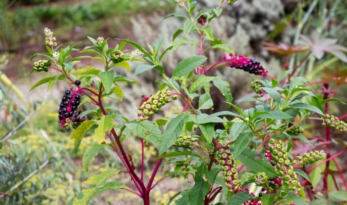 American Pokeweed