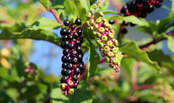 American pokeweed berries