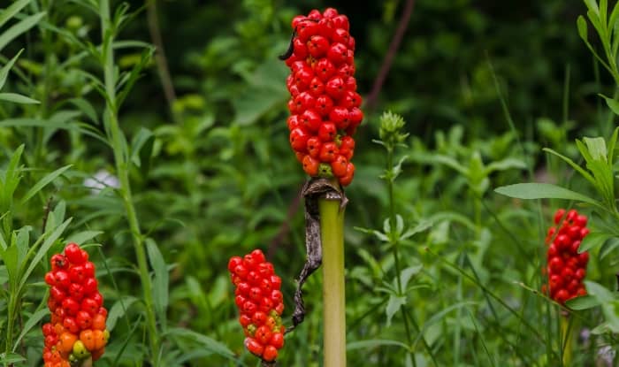 Arum Italicum fruit