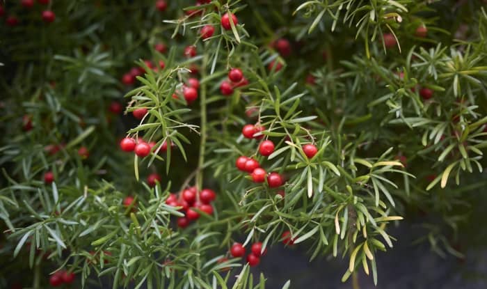 Asparagus fern