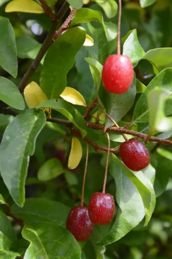 13 Weeds With Red Berries [With Photos]