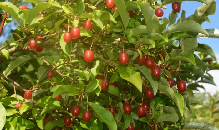 Autumn olive tree