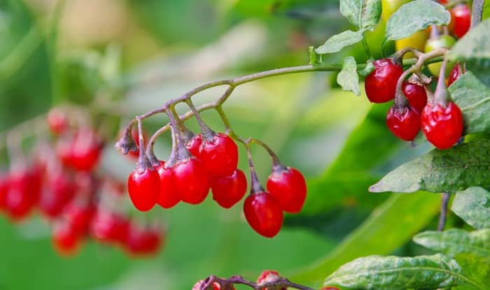 Bittersweet nightshade berries