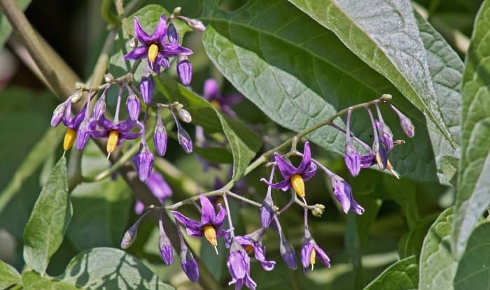 Bittersweet nightshade flowers