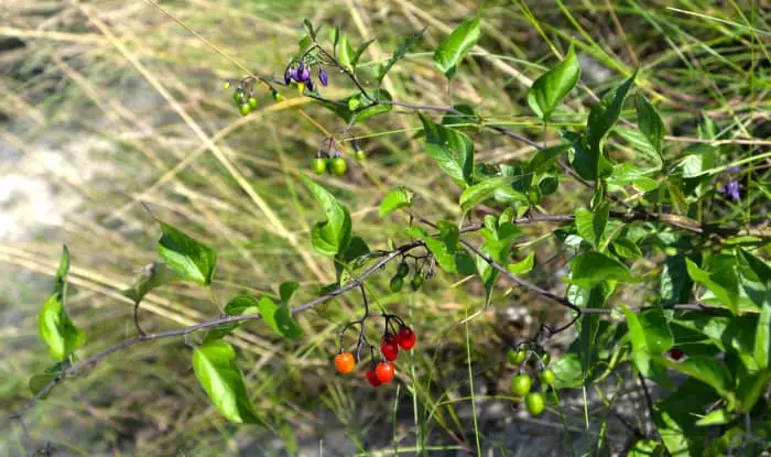 Bittersweet nightshade