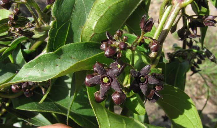 Black swallow wort