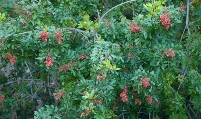 Brazilian pepper tree