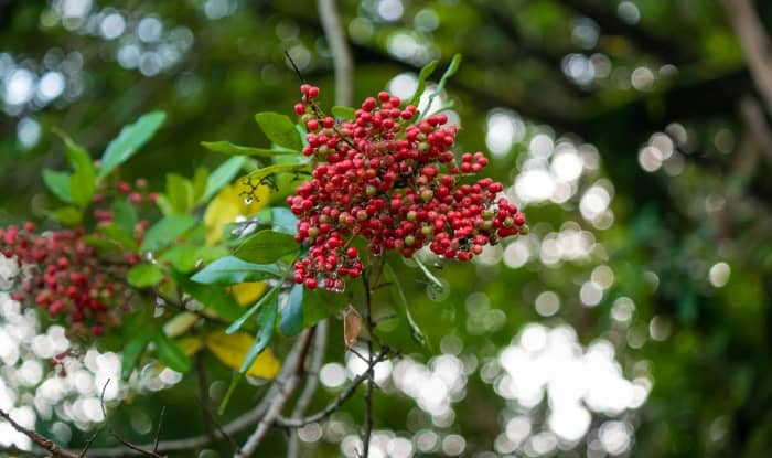 Brazilian pepper