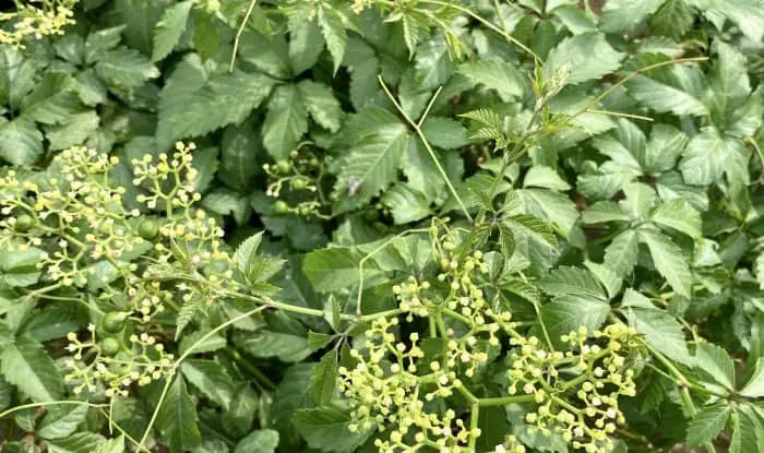 Bushkiller vine