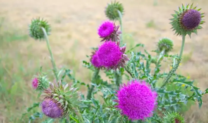 Canada thistle flowers