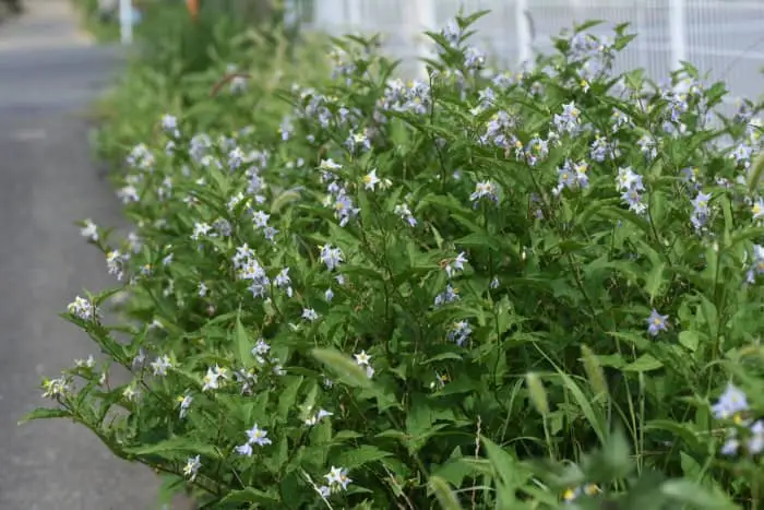 Carolina horsenettle flowers