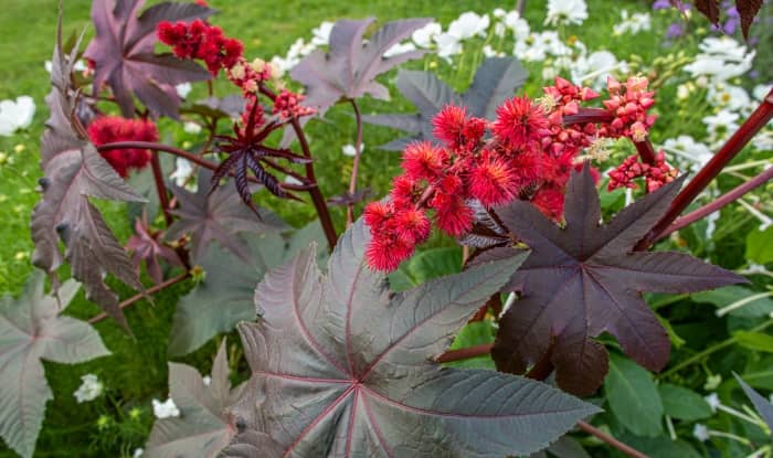 Castor bean plant