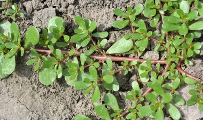 Common purslane leaves and stems