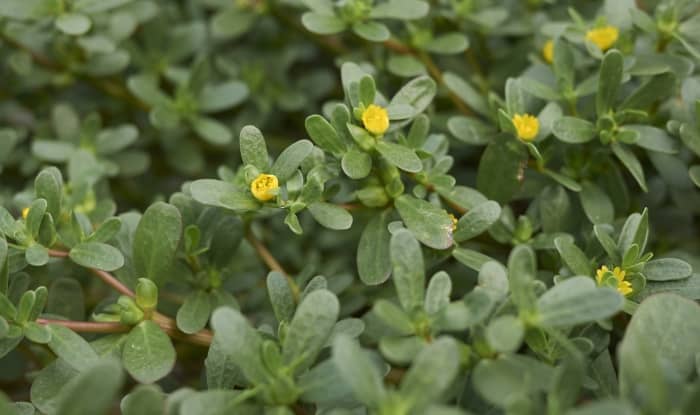 Common purslane