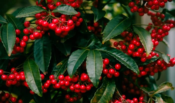 Coral berry leaves and berries