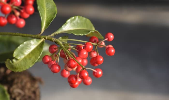 Christmas Berry