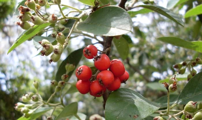 Cotoneaster