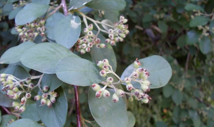 Cotoneaster leaves