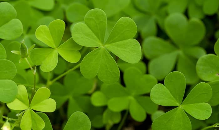 Creeping Wood Sorrel leaves