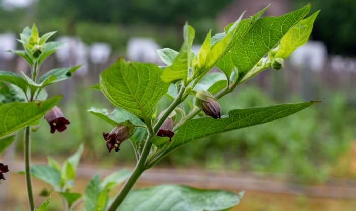 Deadly Nightshade Flowers