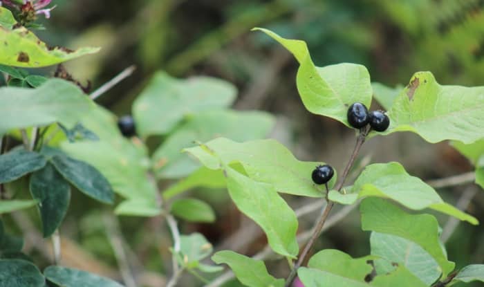 Deadly Nightshade Fruit