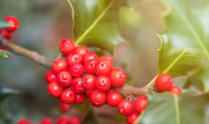 English holly berries