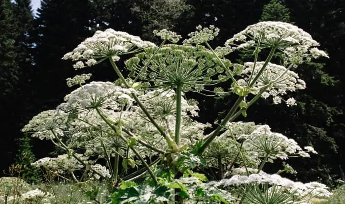 Giant hogweed growing in a field