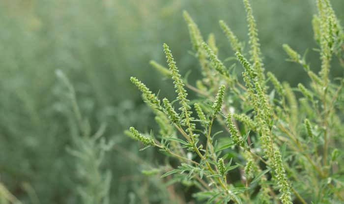 Giant ragweed blooming