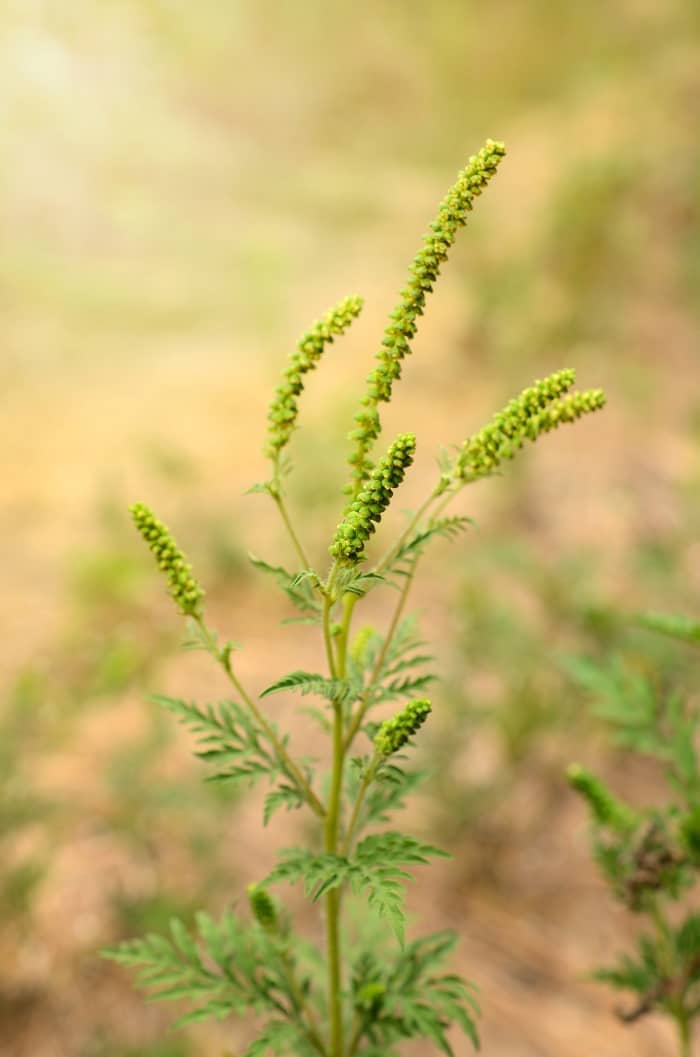 Giant ragweed flowers