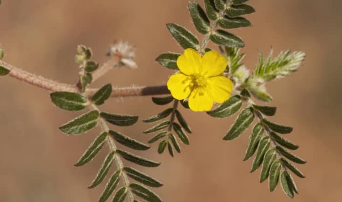 Goat Head Weed Flower