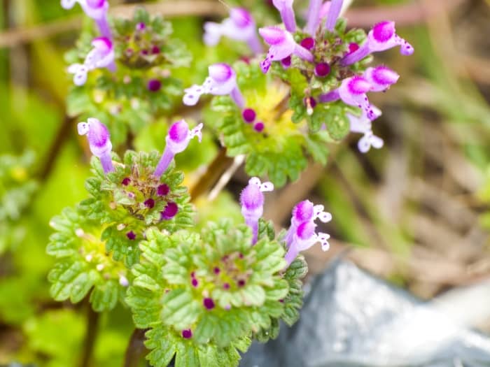 Henbit flowers