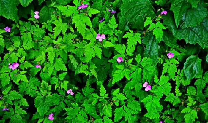 Herb Robert