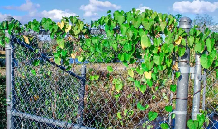 Honeyvine milkweed vine