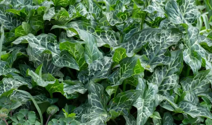 Italian arum leaves