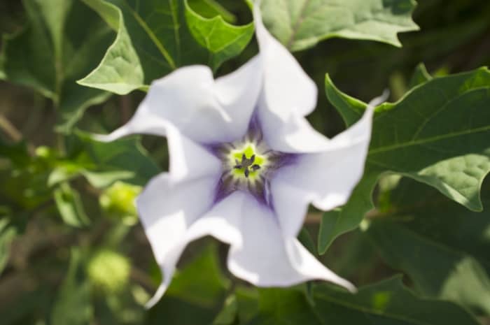 Jimson Weed Flower