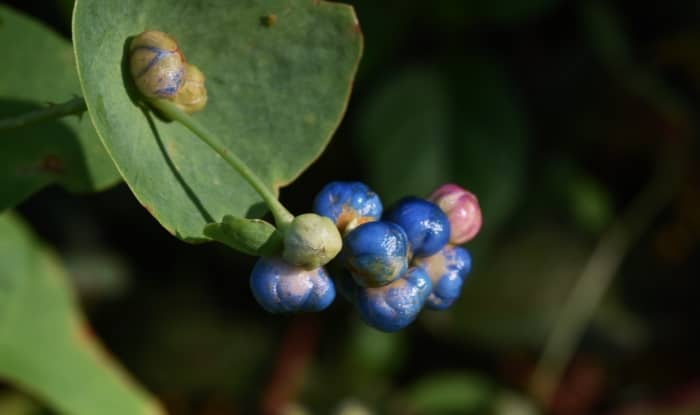 Mile a minute vine with berries