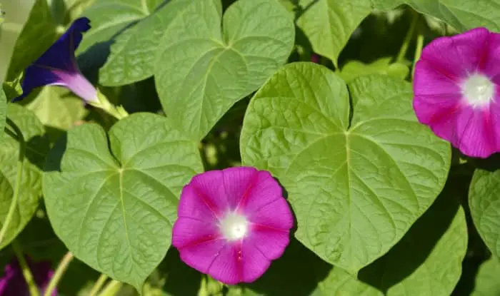 Morning glory vine leaves and flower