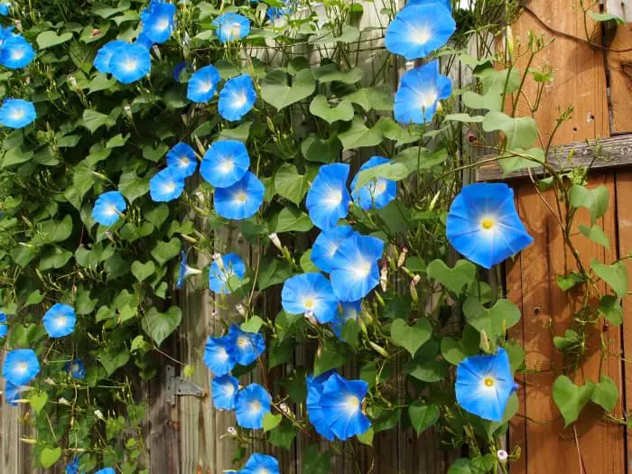 Morning glory vine