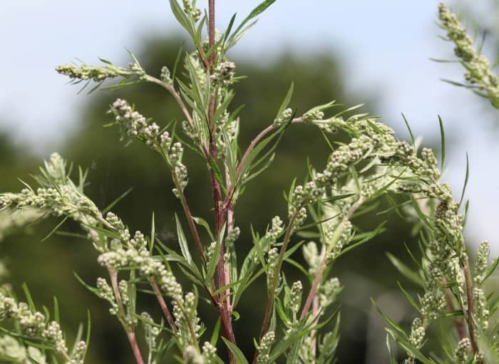 Mugwort in bloom