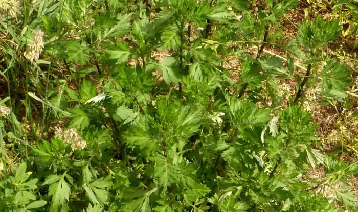 Mugwort